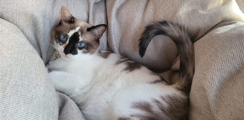 《寵物》家庭系統排列